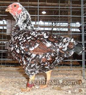 12 - Indian Game Fowl