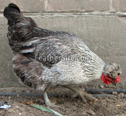 2 - Old Polish Crested