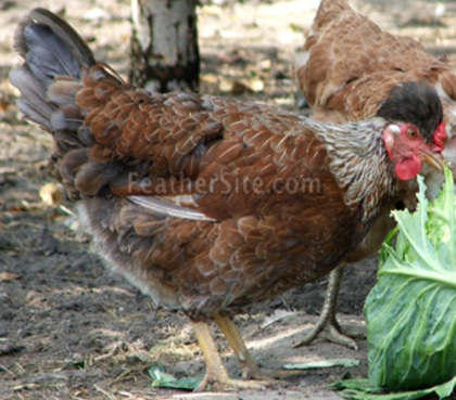 4 - Old Polish Crested