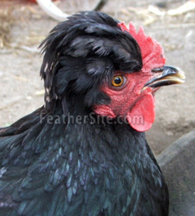 7 - Old Polish Crested