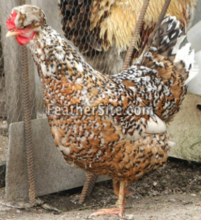 10 - Old Polish Crested