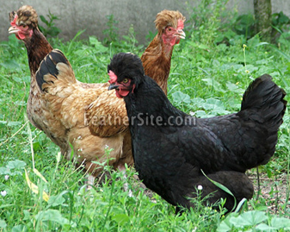 11 - Old Polish Crested