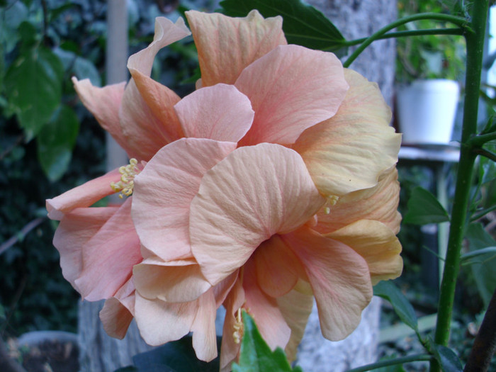 IMG_1056 - TRANDAFIR JAPONEZ-HIBISCUS