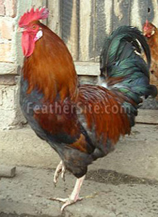 1 - Croatian Hen