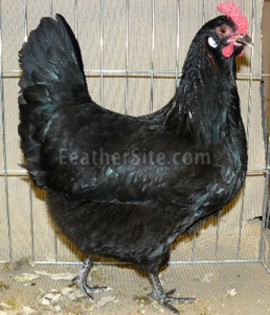 3 - Croatian Hen