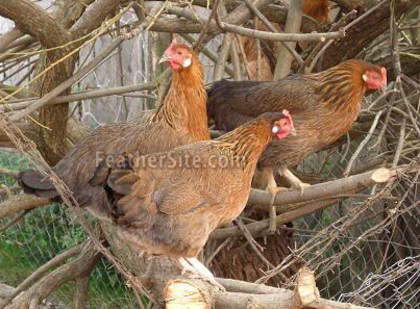 4 - Croatian Hen