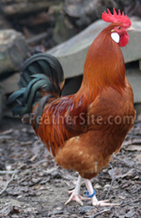 6 - Croatian Hen