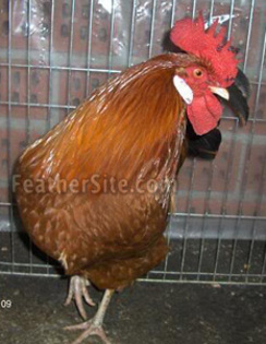 7 - Croatian Hen