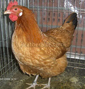 8 - Croatian Hen