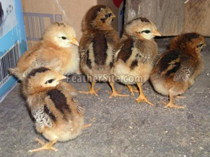 9 - Croatian Hen
