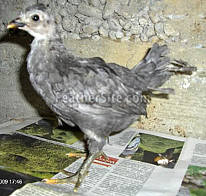 4 - Dalmatian Hen