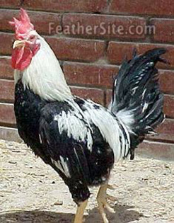 1 - Dandarawi Fowl