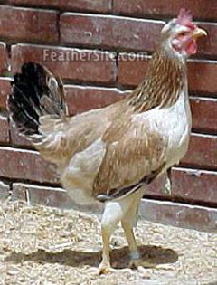 5 - Dandarawi Fowl