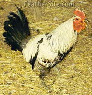 2 - Denizli Fowl