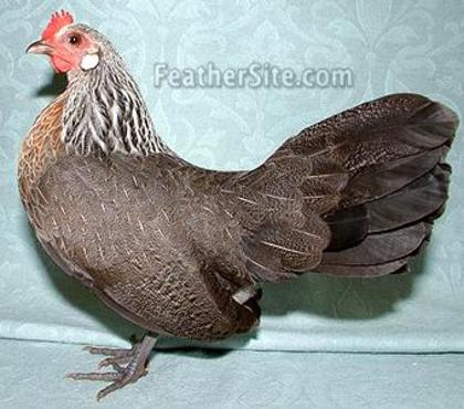 3 - Dutch Bantams