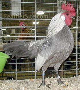 4 - Dutch Bantams