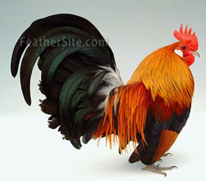 7 - Dutch Bantams