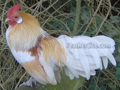 10 - Dutch Bantams