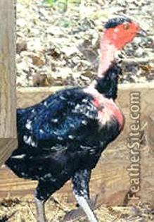 1 - Ga Noi Game Fowl