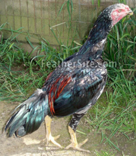 2 - Ga Noi Game Fowl