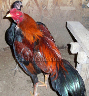 6 - Ga Noi Game Fowl