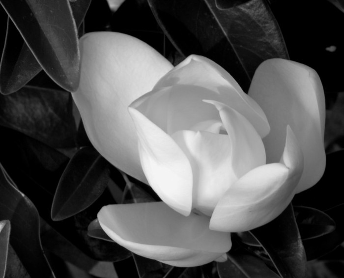 black-and-white-magnolia - Artistik photos