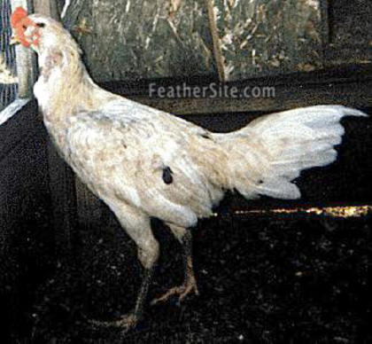 1 - Irish Game Fowl