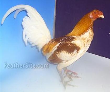 5 - Irish Game Fowl