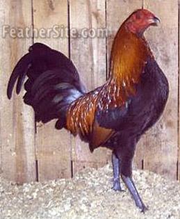 6 - Irish Game Fowl