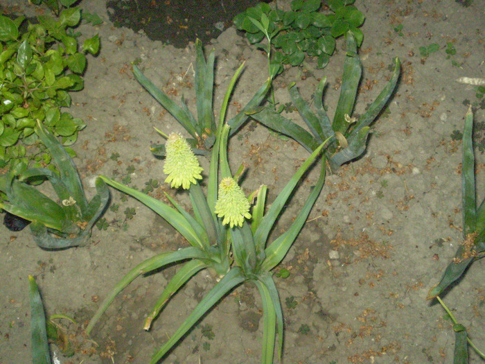 P5120098; crin faclie(kniphofia uvaria)
