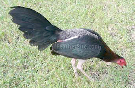2 - Puerto Rican Game Fowl
