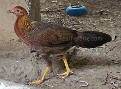 3 - Puerto Rican Game Fowl