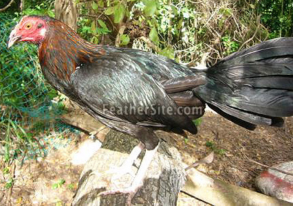 4 - Puerto Rican Game Fowl