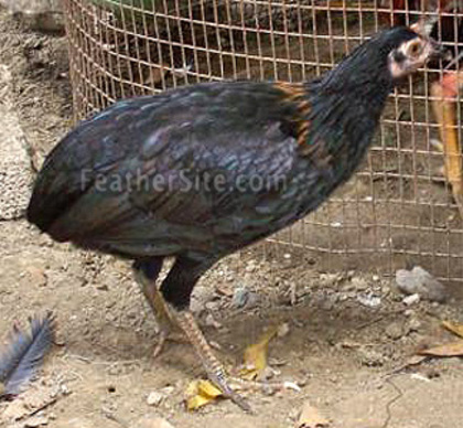 6 - Puerto Rican Game Fowl