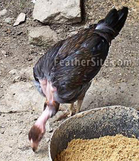 7 - Puerto Rican Game Fowl