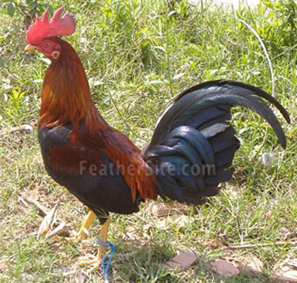 8 - Puerto Rican Game Fowl