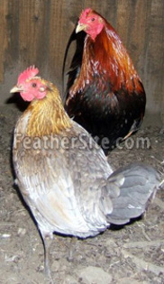 3 - Spanish Game Fowl