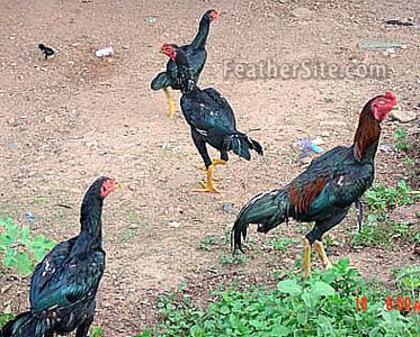 2 - Thai Game Fowl