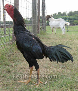 4 - Thai Game Fowl