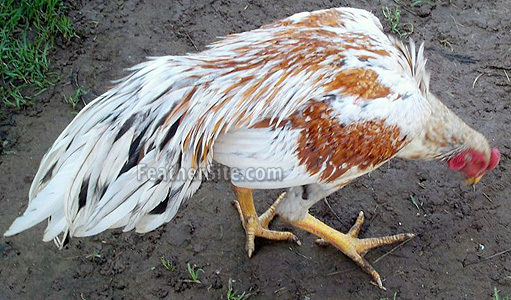 5 - Thai Game Fowl