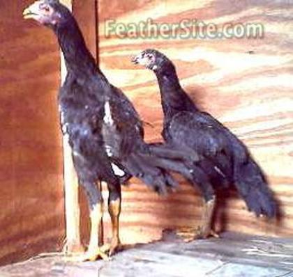 6 - Thai Game Fowl