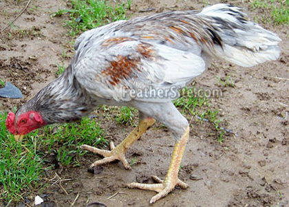 7 - Thai Game Fowl