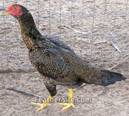 8 - Thai Game Fowl