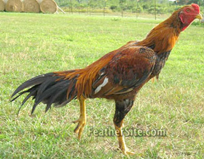 9 - Thai Game Fowl