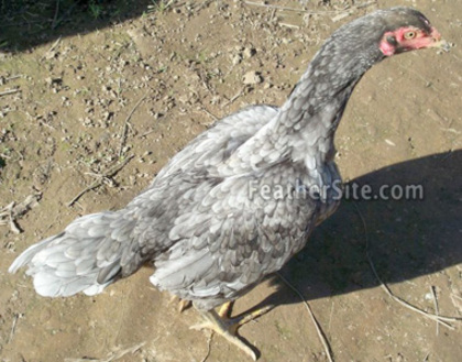 10 - Thai Game Fowl