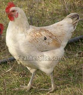 6 - Greek chickens