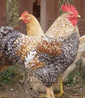 7 - Greek chickens