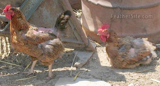 9 - Greek chickens