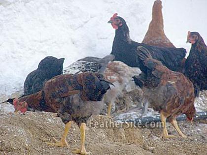 10 - Greek chickens