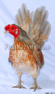 5 - Hand-fantail Ma Lai Bantams